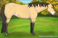 Horse Color:Buckskin 