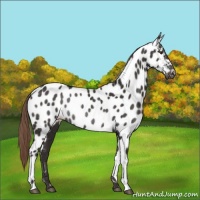 Horse Color:Liver Chestnut Appaloosa Rabicano 