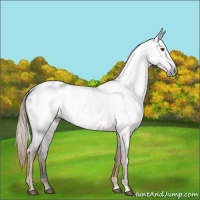 Horse Color:Gray Liver Chestnut Appaloosa Rabicano 