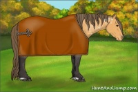 Horse Color:Buckskin Near Leopard 