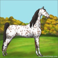 Horse Color:Bay Tobiano Near Leopard Rabicano