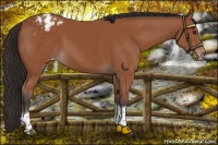 Horse Color:Bay Tobiano Appaloosa Rabicano