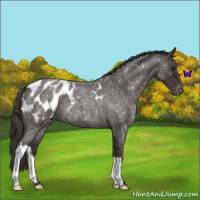 Horse Color:Smoky Blue Roan Appaloosa