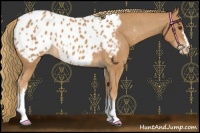 Horse Color:Chestnut Appaloosa