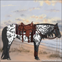 Horse Color:Black Appaloosa