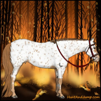 Horse Color:Chestnut Appaloosa