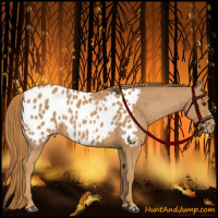 Horse Color:Chestnut Frame Near Leopard 