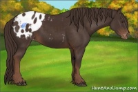 Horse Color:Liver Chestnut Appaloosa 