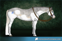 Horse Color:Silver Smoky Blue Roan Splash 