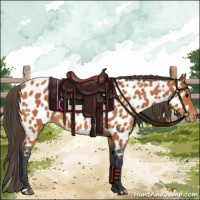 Horse Color:Bay Appaloosa