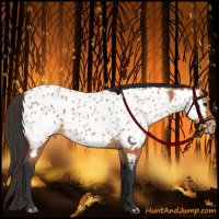 Horse Color:Bay Appaloosa 