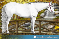 Horse Color:Gray White Spotted Smoky Black Appaloosa  and Gray White Spotted Smoky Black Appaloosa 