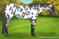 Horse Color:Smoky Blue Roan Appaloosa