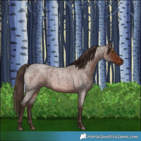 Horse Color:Liver Red Roan 