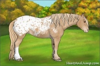 Horse Color:Chestnut Appaloosa 