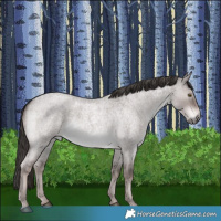 Horse Color:Platinum Liver Red Dun Roan 