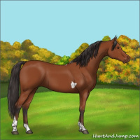 Horse Color:Bay Tobiano Rabicano
