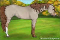 Horse Color:Red Dun 