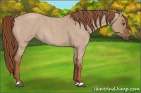 Horse Color:Red Dun Roan Rabicano 