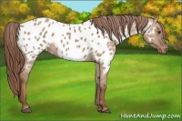 Horse Color:Red Dun Near Leopard 