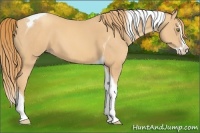 Horse Color:Gold Champagne Splash Tobiano 