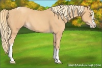 Horse Color:Gold Champagne Splash Tobiano 