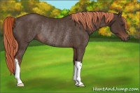 Horse Color:Liver Chestnut Rabicano 