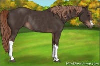 Horse Color:Liver Chestnut Rabicano 