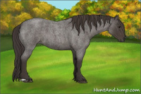 Horse Color:Smoky Blue Roan