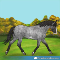 Horse Color:Smoky Blue Roan Frame 