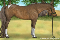Horse Color:Chocolate Palomino Tobiano 
