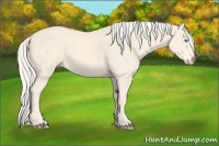 Horse Color:Cremello 