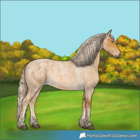 Horse Color:Palomino Roan 