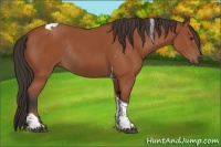 Horse Color:Bay Tobiano Rabicano 