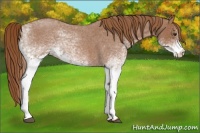 Horse Color:White Spotted Red Roan 