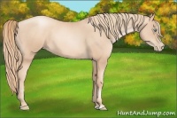 Horse Color:Gold Champagne Pearl Rabicano  and Gold Champagne Pearl Splash Rabicano 