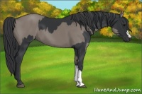 Horse Color:Black  and Grullo 