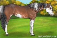 Horse Color:Bay Sabino 