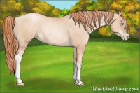 Horse Color:Gold Champagne Pearl Rabicano  and Amber Champagne Pearl Rabicano 