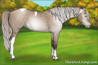 Horse Color:Gray Silver Grullo Pearl Tobiano 