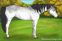Horse Color:White Spotted Blue Roan 