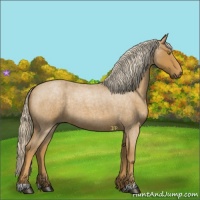 Horse Color:Palomino Roan 