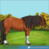 Horse Color:Bay Tobiano Rabicano 