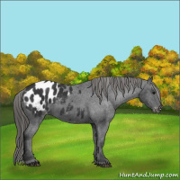 Horse Color:Black Appaloosa 