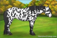 Horse Color:Black Appaloosa 