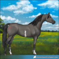 Horse Color:Grullo Sabino Rabicano 