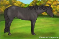 Horse Color:Smoky Blue Roan 