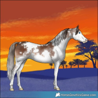 Horse Color:White Spotted Liver Chestnut Splash 