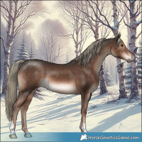 Horse Color:Liver Chestnut Mushroom 