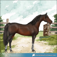 Horse Color:Liver Chestnut Tobiano 